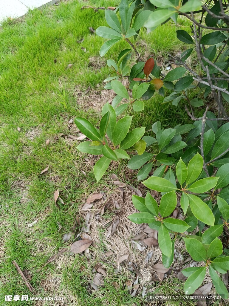 草地中的绿植与枯叶