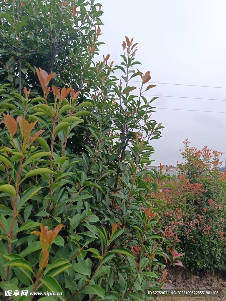 绿叶橙花的自然景致