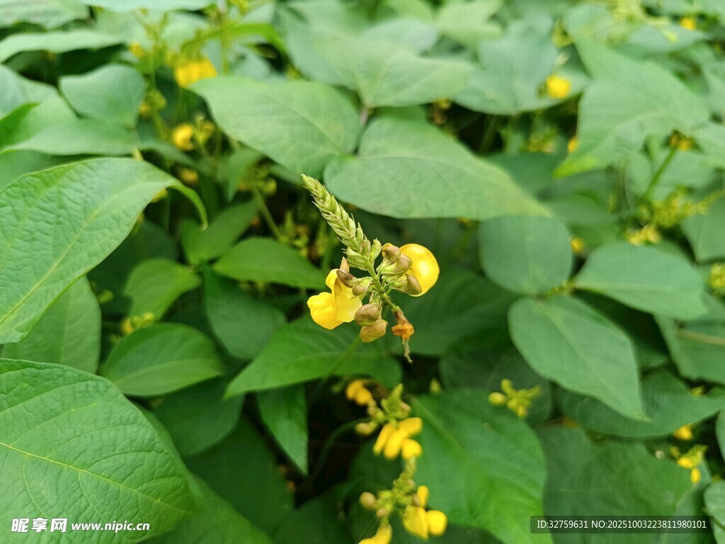 绿叶间的黄色小花