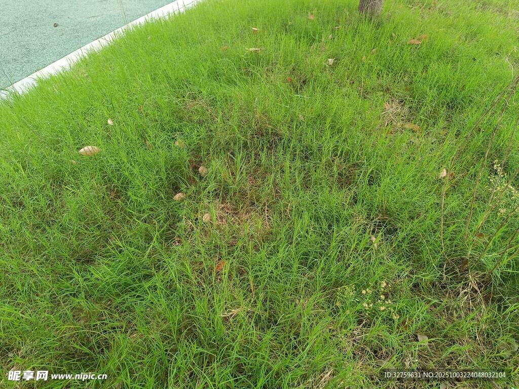 岸边翠绿繁茂的青青草地