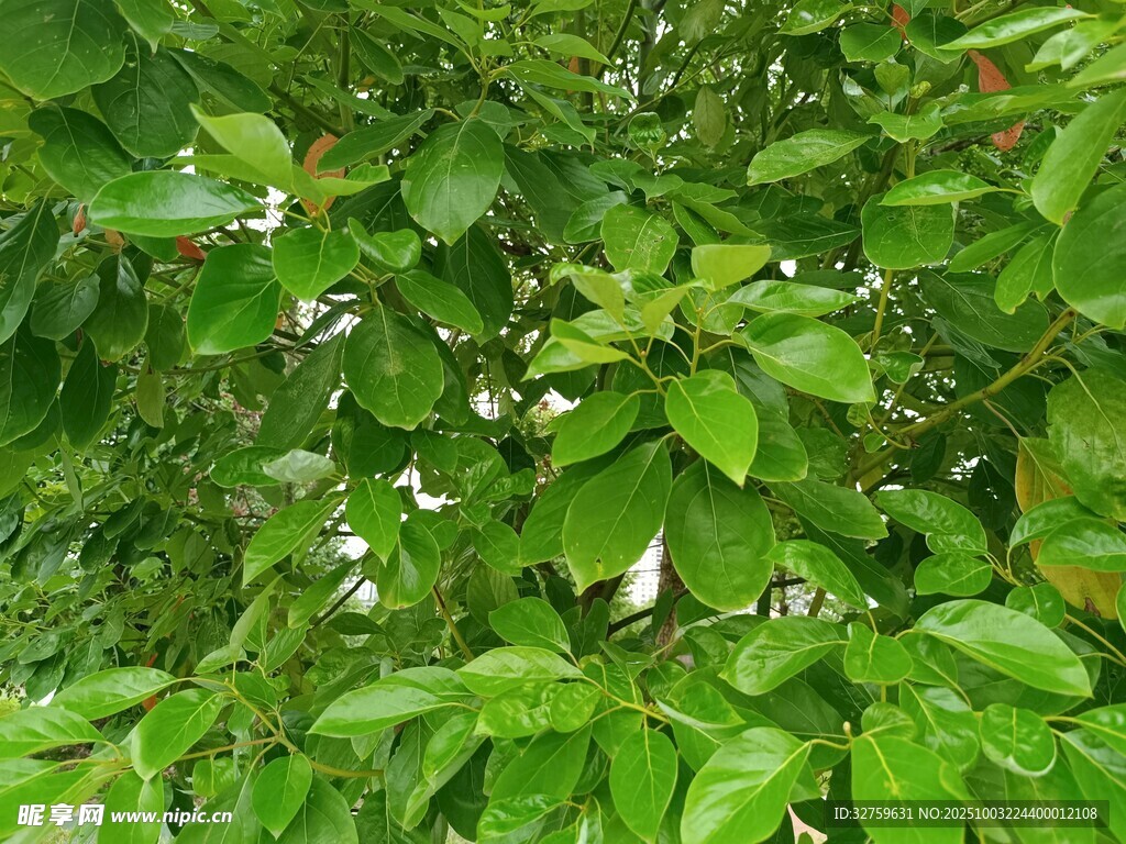 茂密翠绿的树叶景观