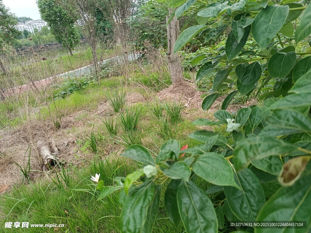 绿意盎然的田园植物景观