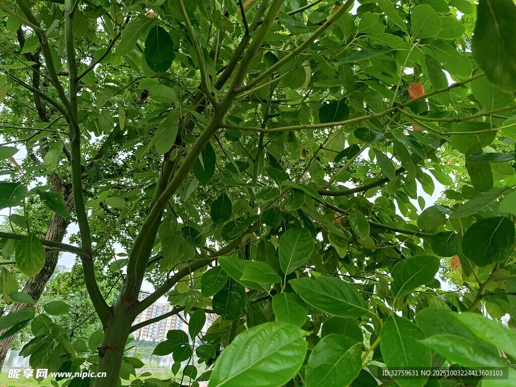 繁茂绿树间的生机景象