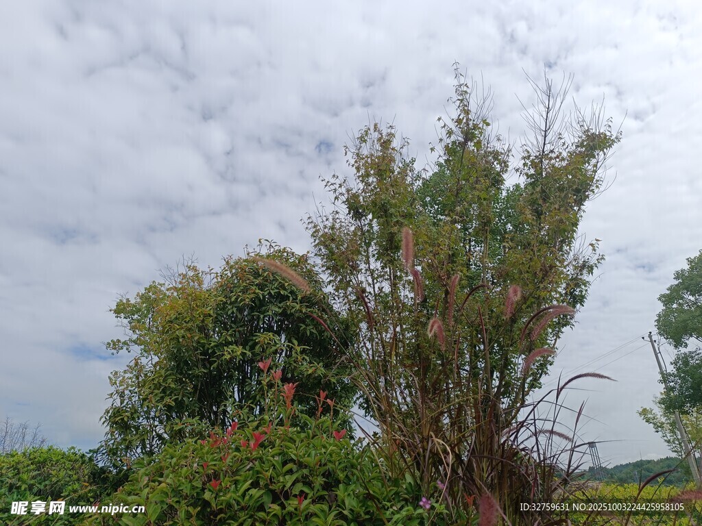 阴天中的葱郁植物