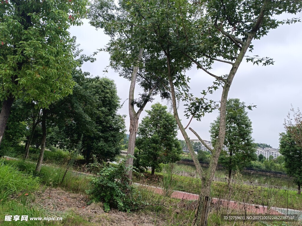 郊外绿树成荫的自然景致