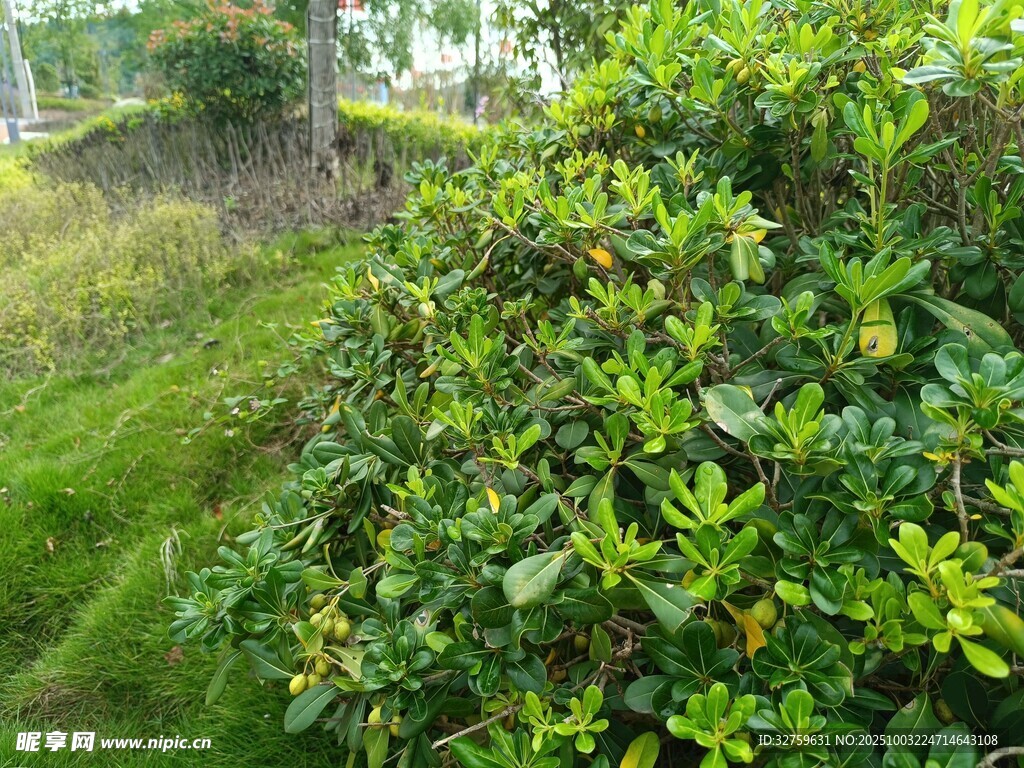 绿意盎然的灌木丛景观