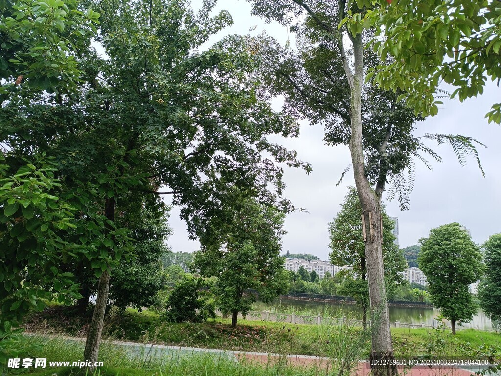 夏日乡村绿意盎然景象