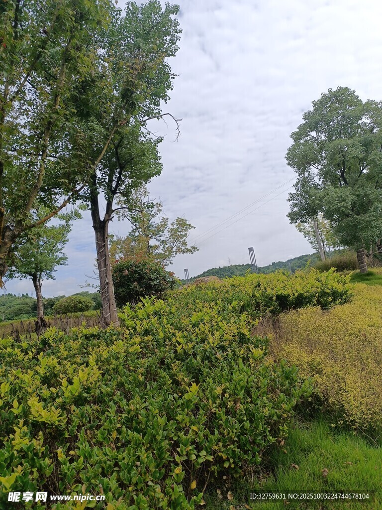 乡村绿意盎然的自然风光