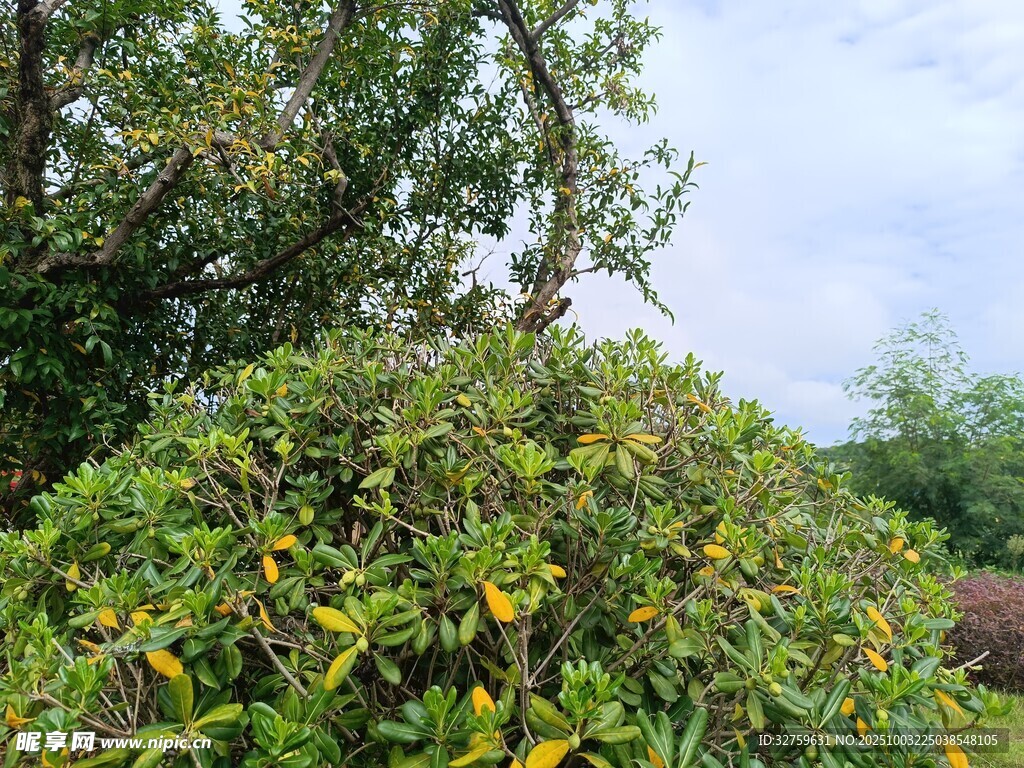 绿叶繁茂的灌木景观