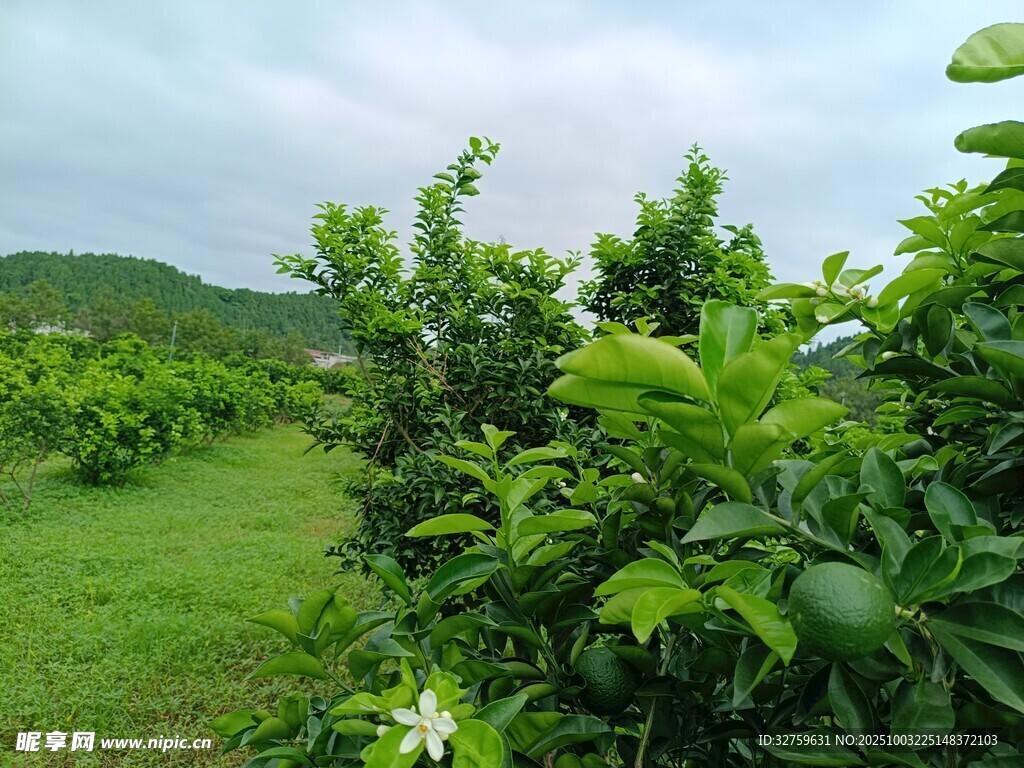 绿意盎然的柑橘种植园