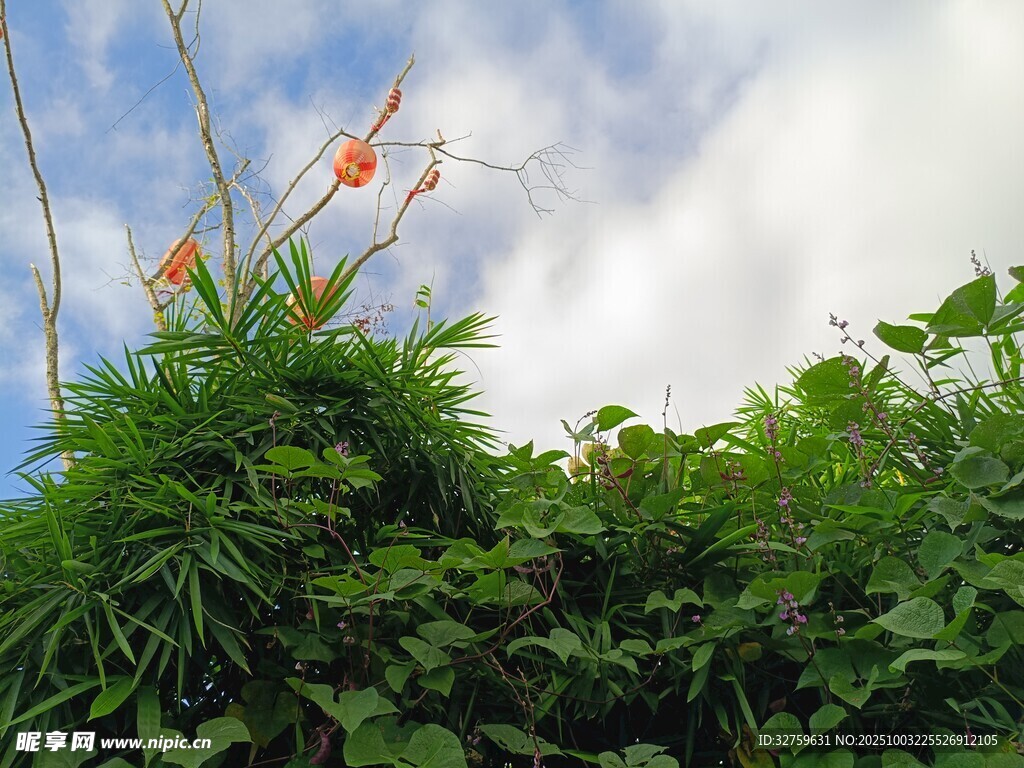 绿叶间绽放的鲜艳花朵