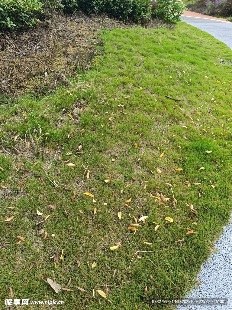 路边翠绿草地与散落枯叶