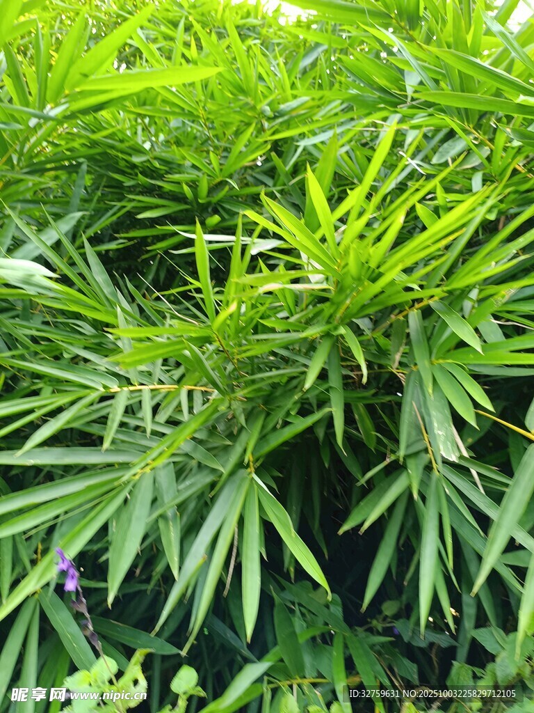 翠绿繁茂的绿植景观