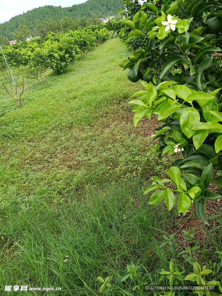 绿意盎然的田园果树景观