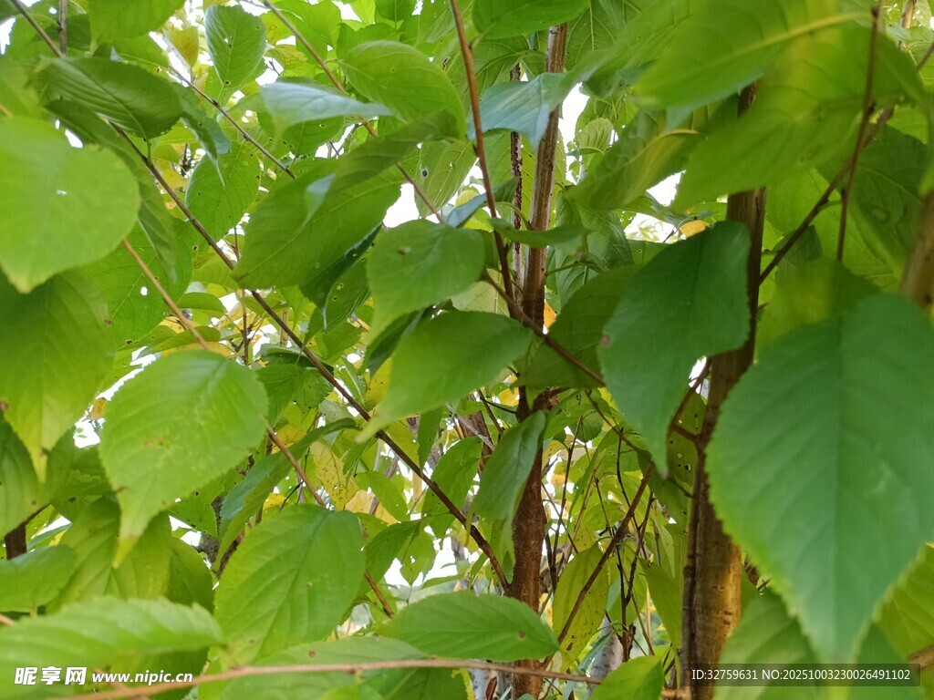 绿叶繁茂的生机景象