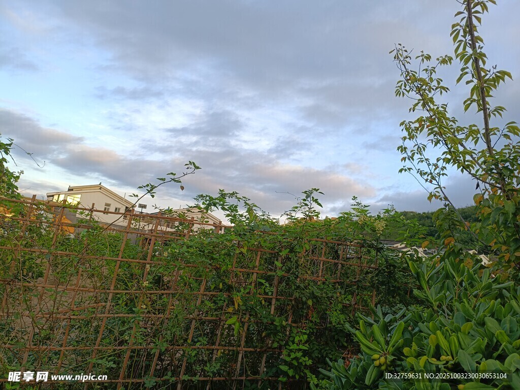 黄昏下的绿植与远处建筑