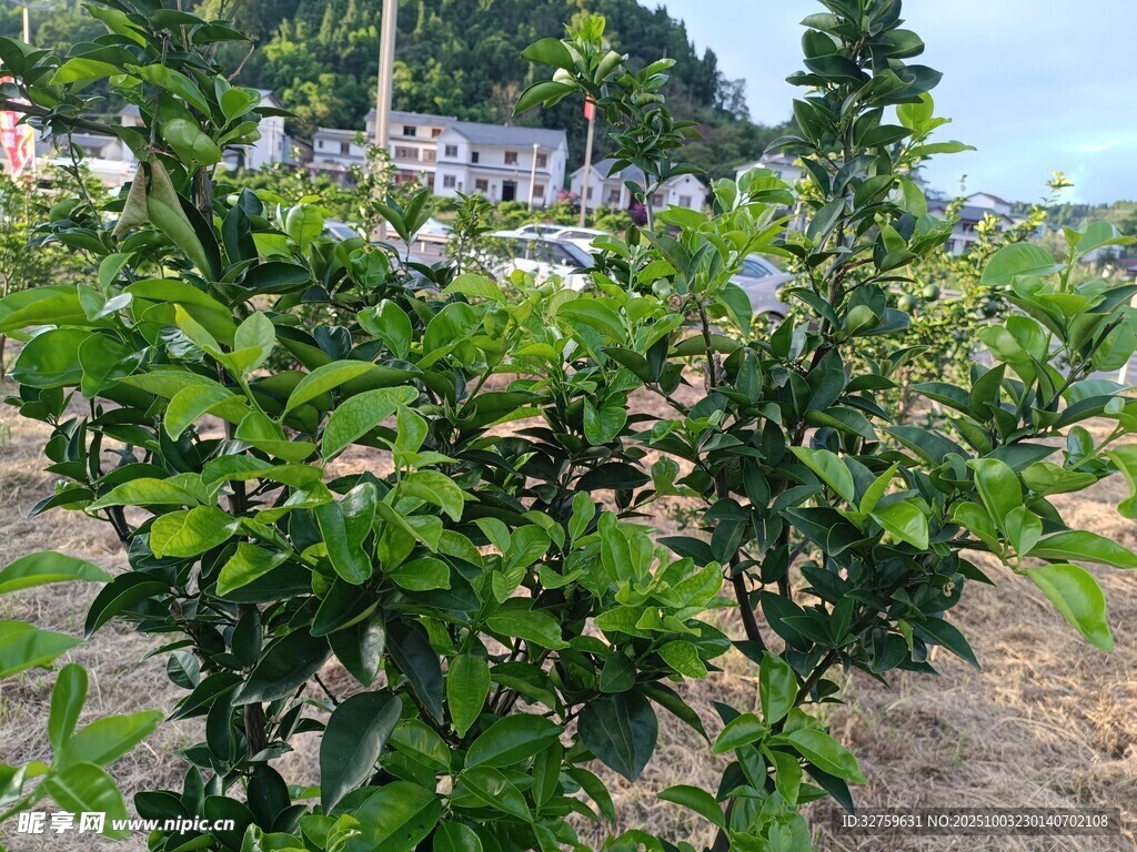 绿叶繁茂的户外植物景观