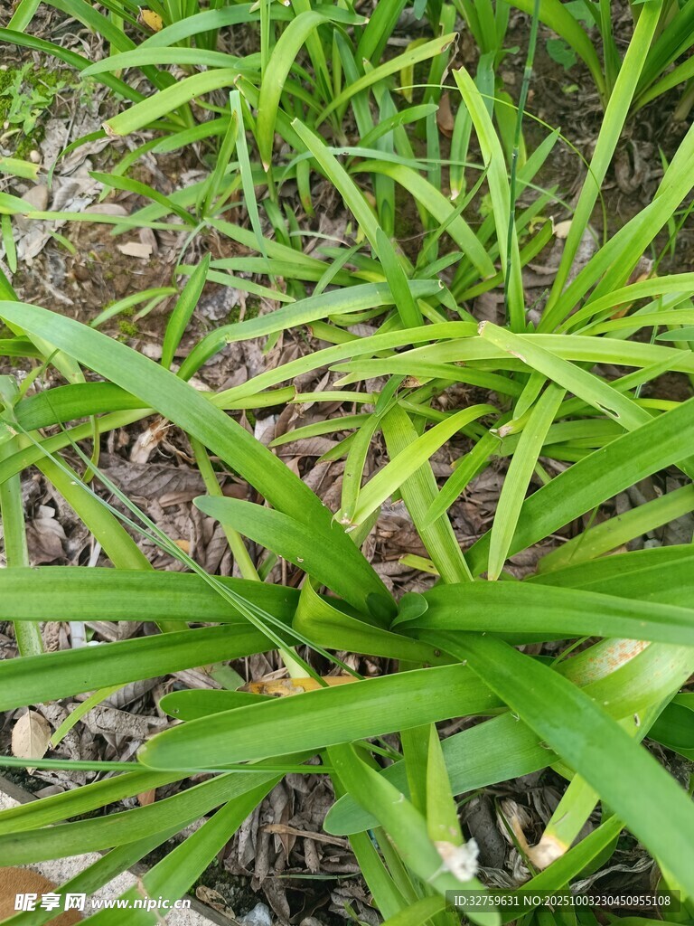 翠绿修长的草本植物