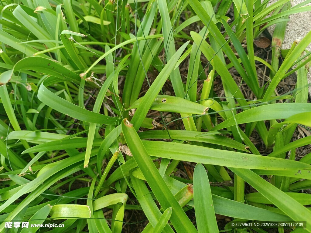 翠绿葱郁的细长叶片植物