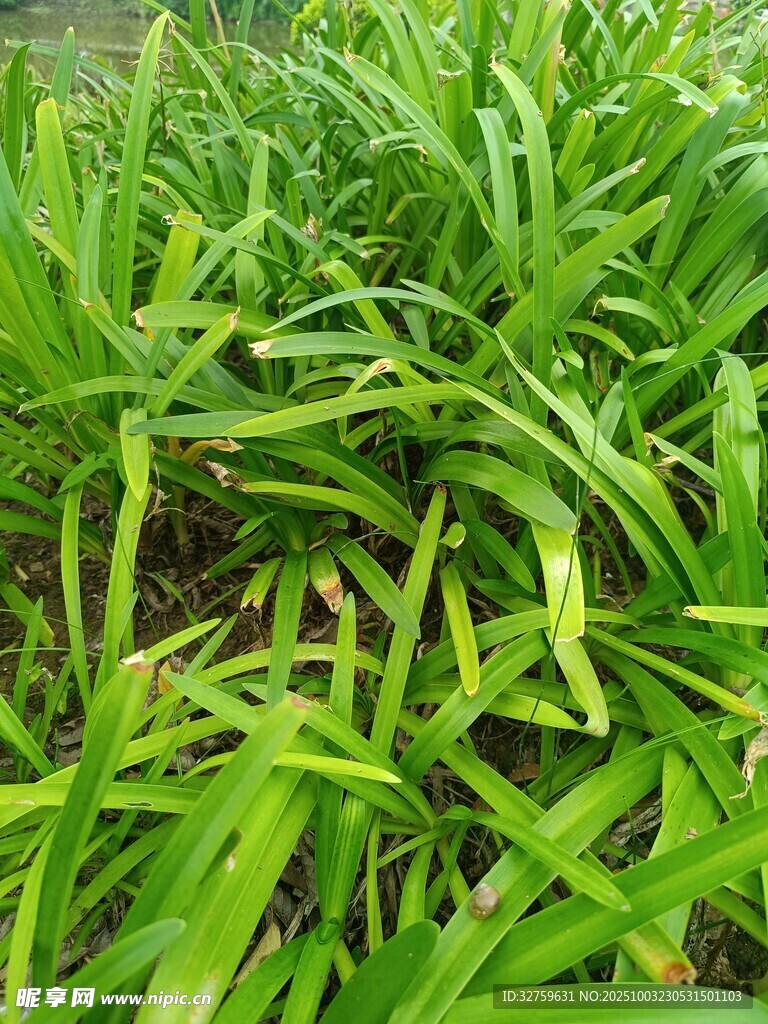 翠绿茂盛的丛生植物