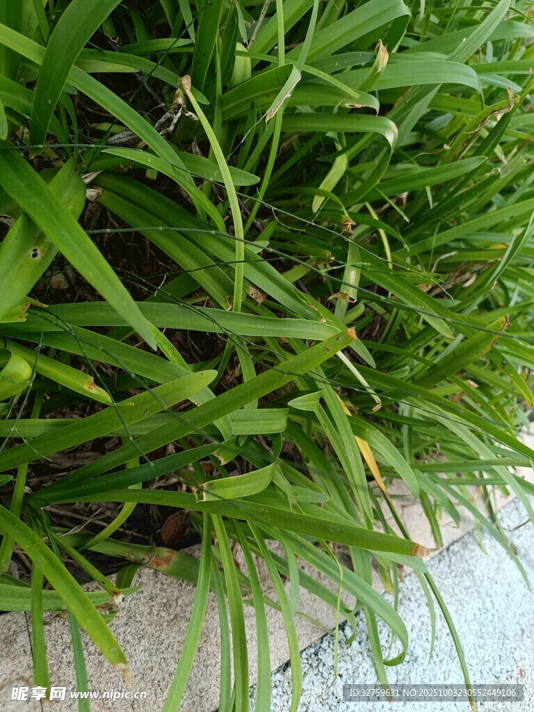 翠绿青草近景特写