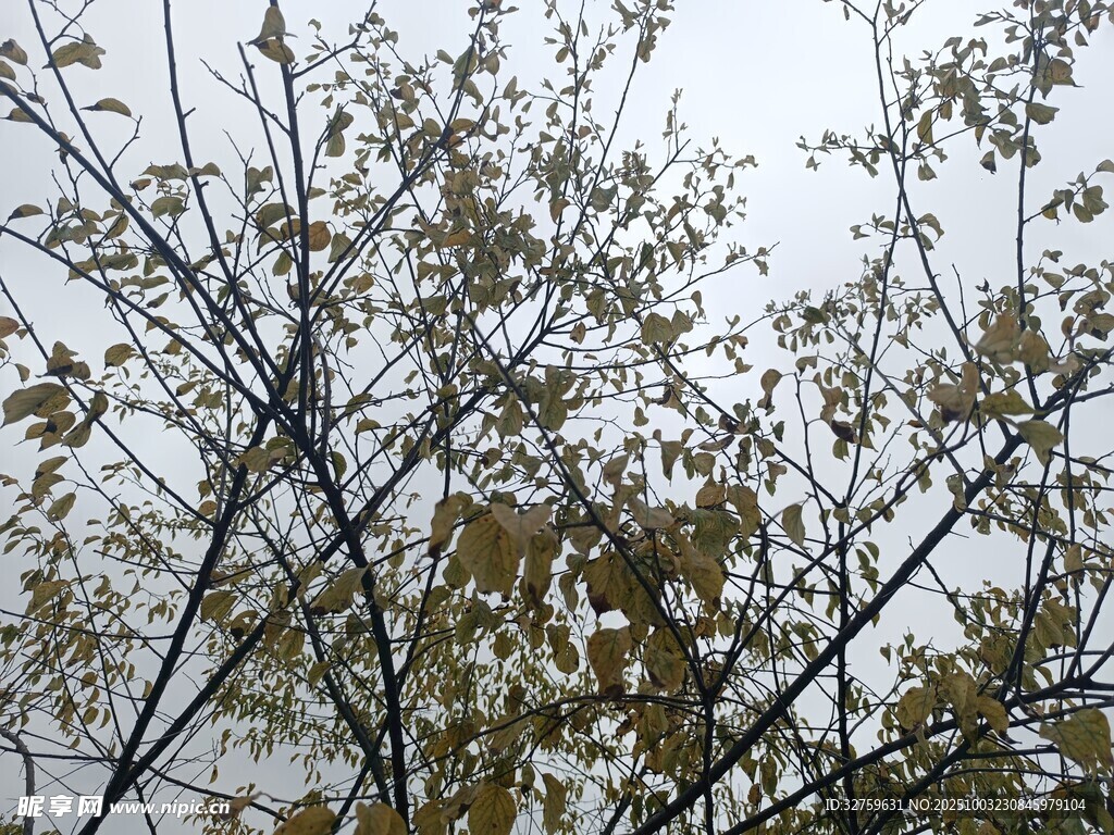 枝头黄叶覆薄雪