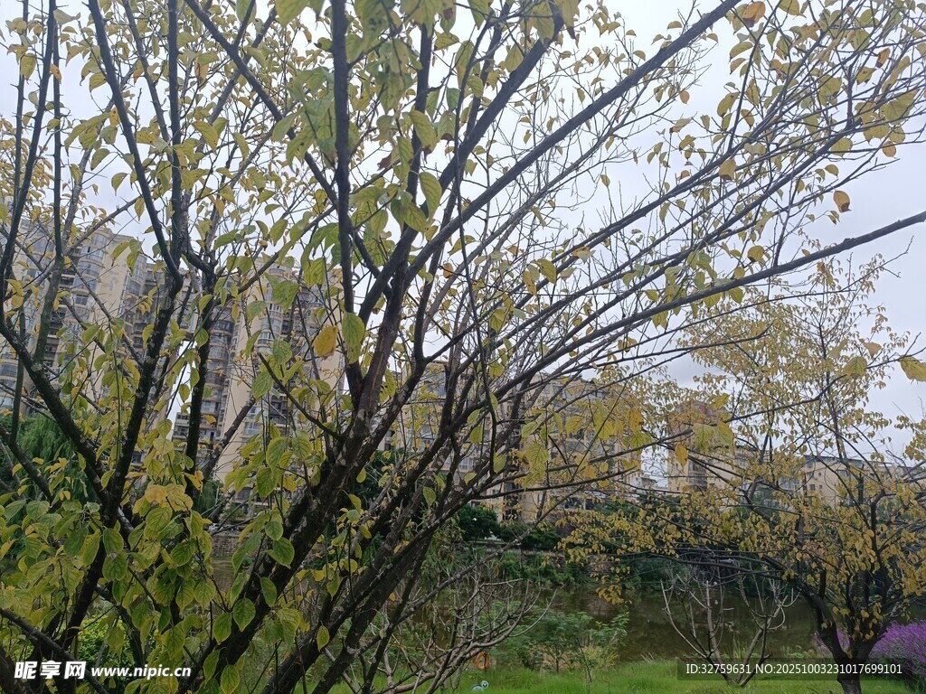 秋日树林中的繁茂树枝