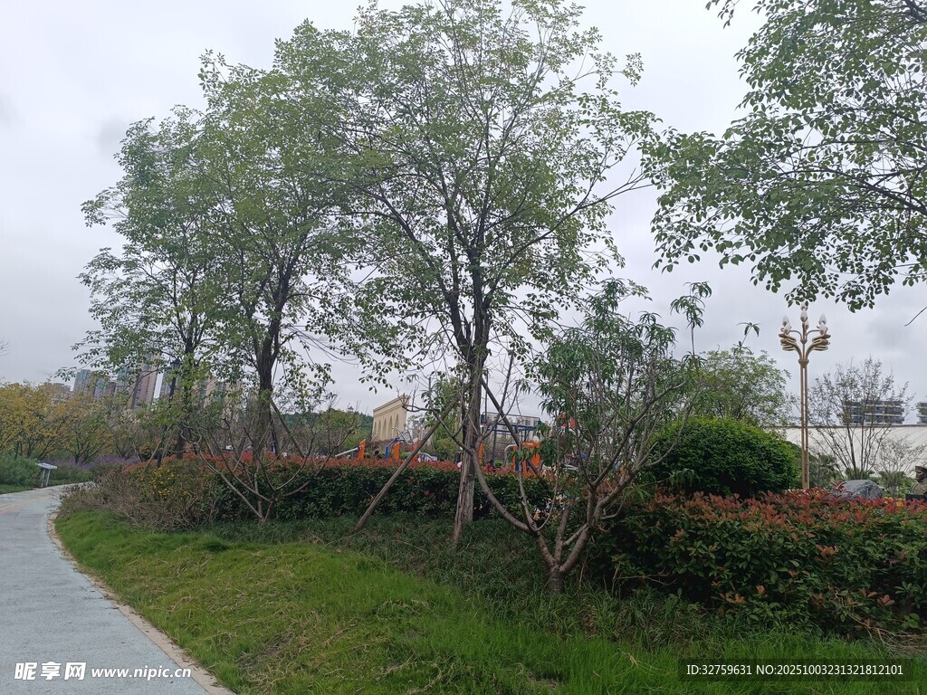 小路旁绿意盎然的树木景观