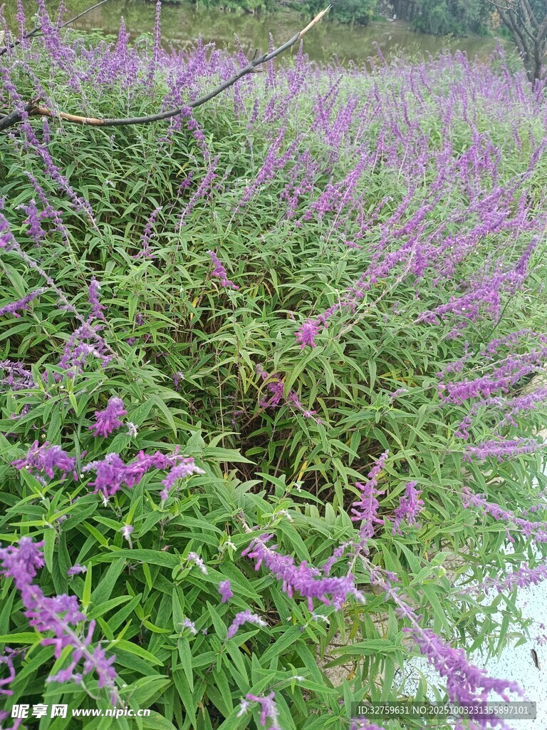 紫色野花绽放的绿色草地