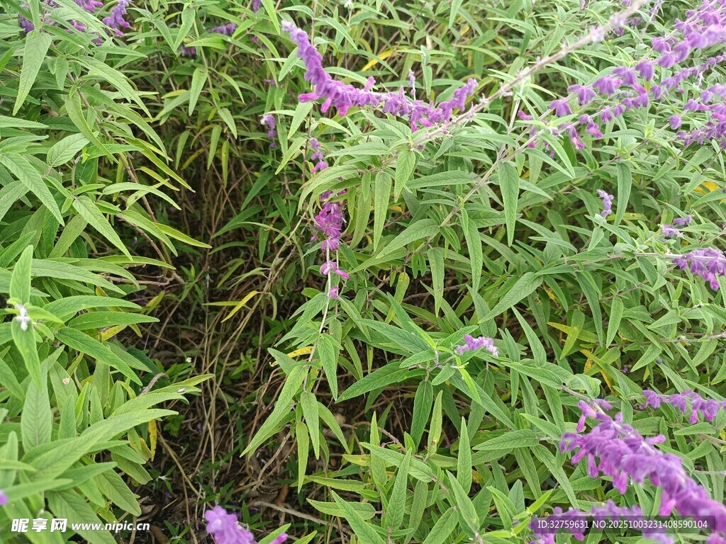 紫色花卉与绿叶植物景观