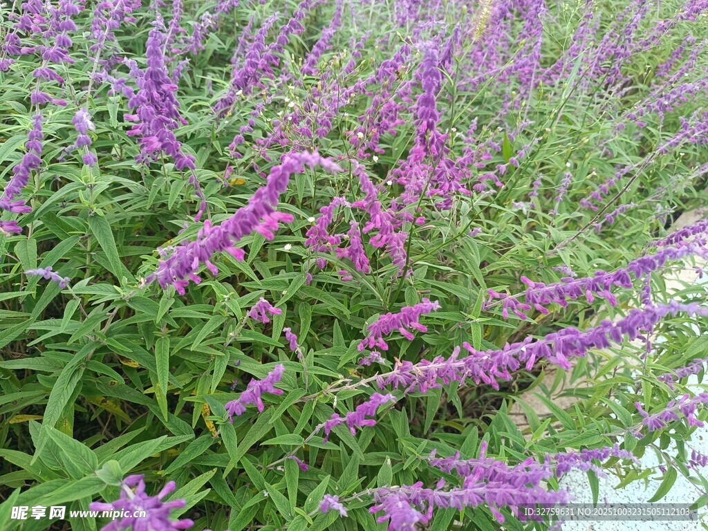 紫色鼠尾草花丛特写