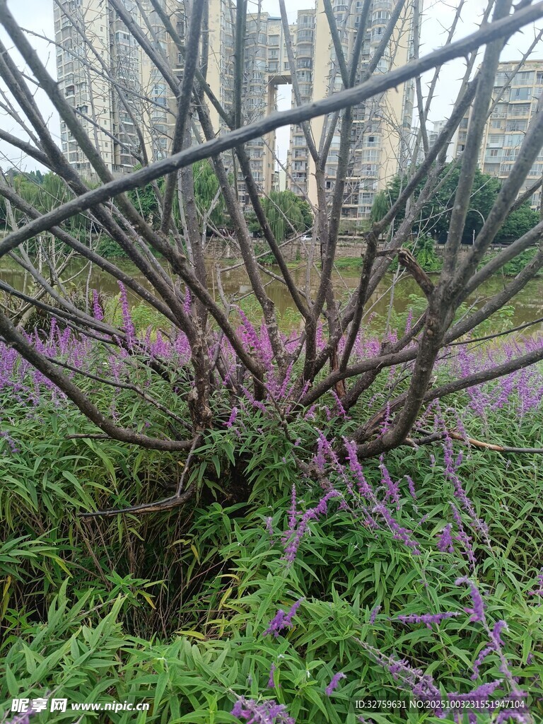 城市中繁茂的紫色花卉景观