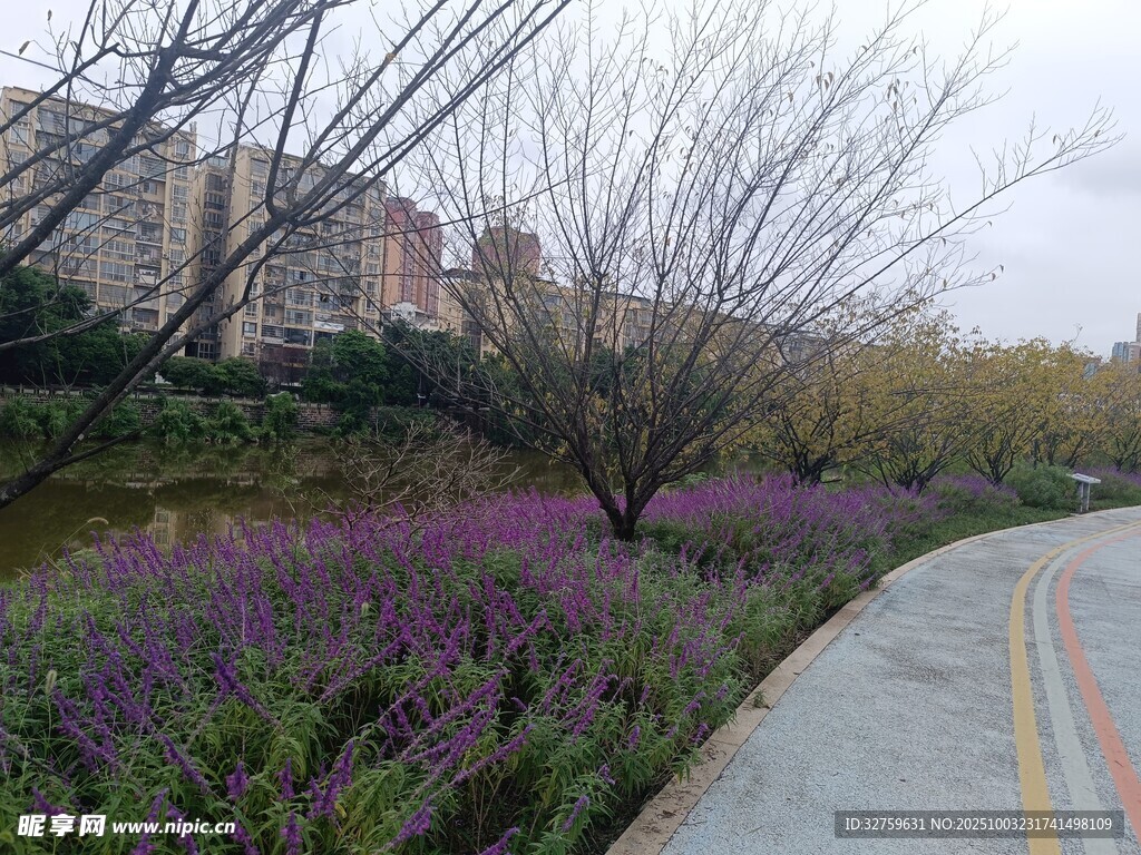 城市小径旁的多彩花卉景观