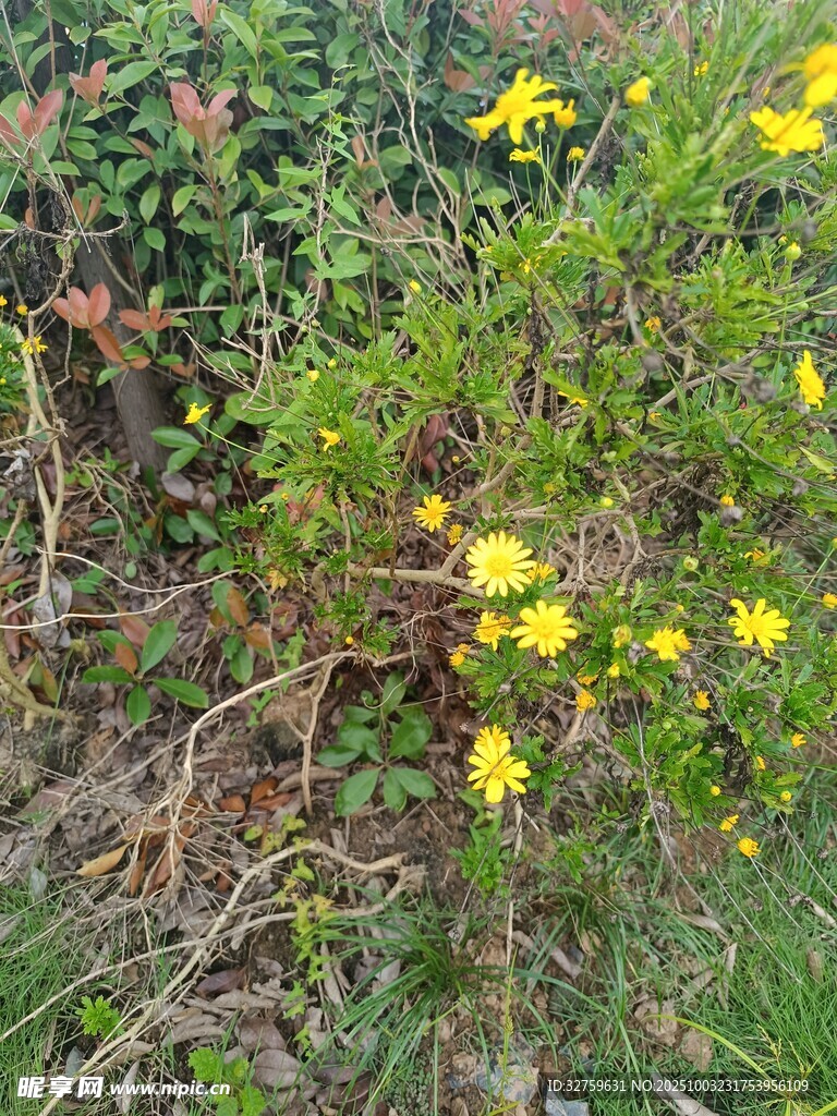 野外绽放的黄色小花