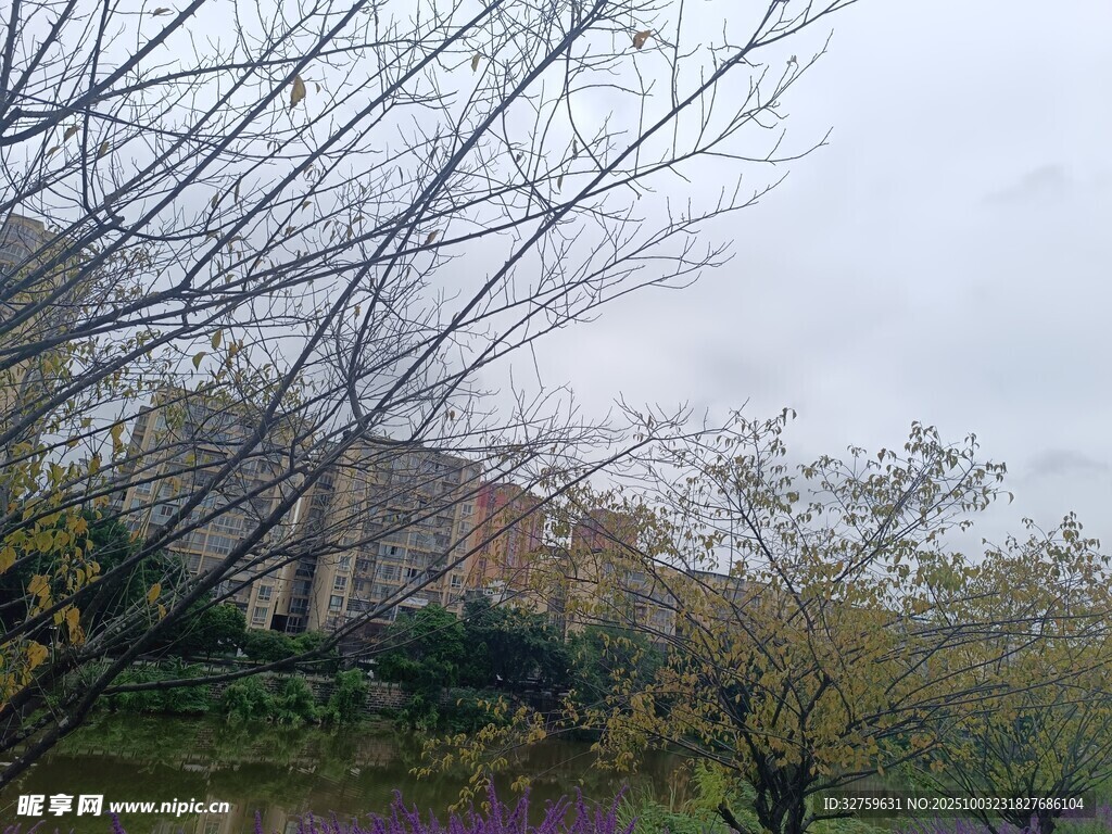 城郊冬日树木景观