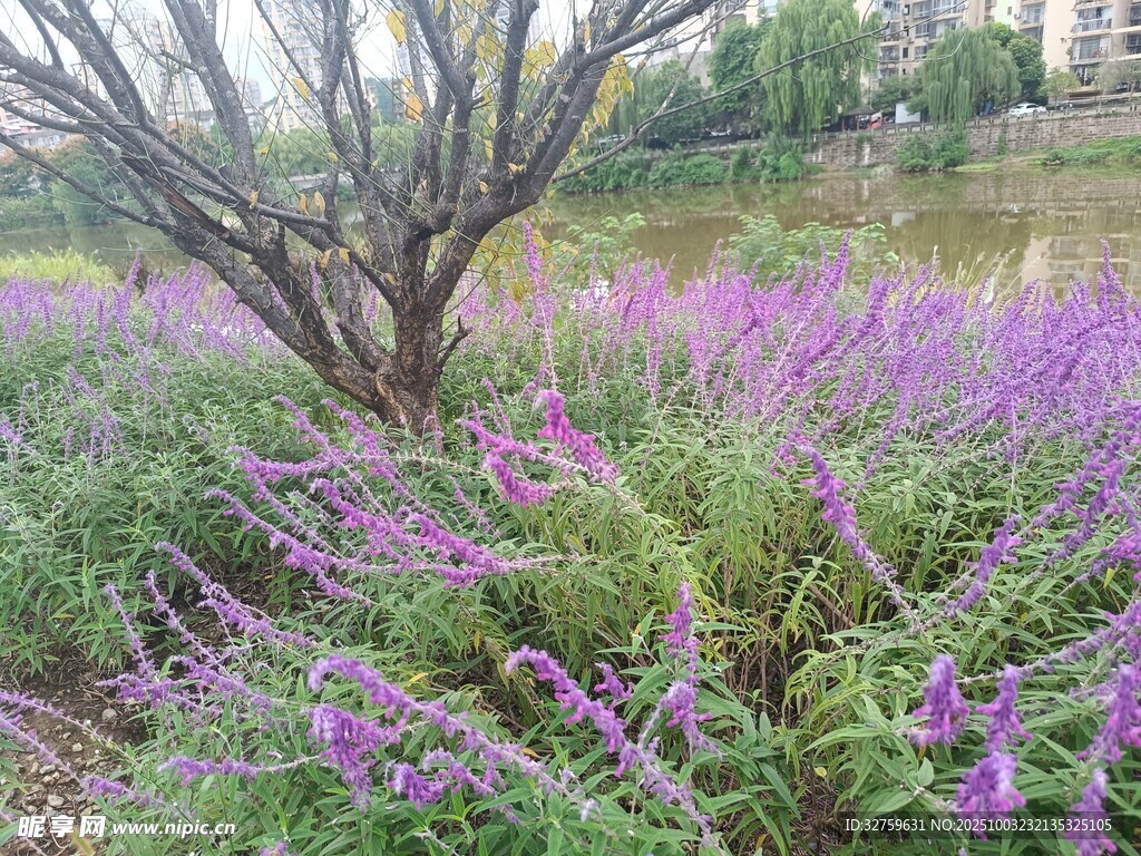 紫色花丛中的孤树