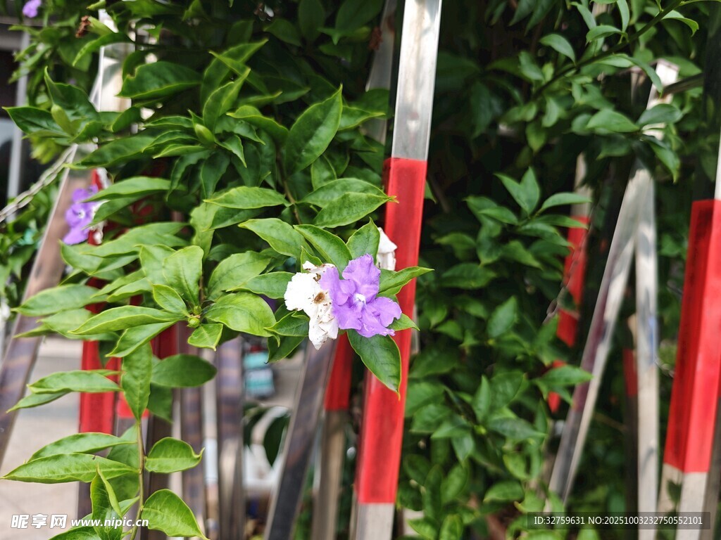 栅栏旁绽放的紫色小花