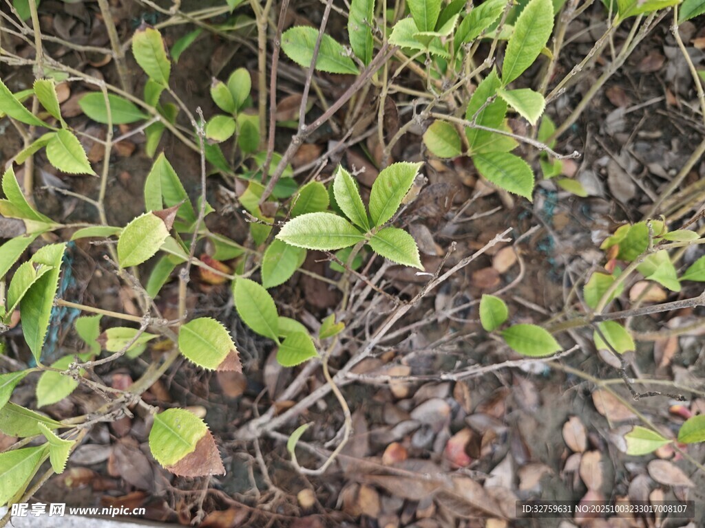 地面生长的嫩绿植物