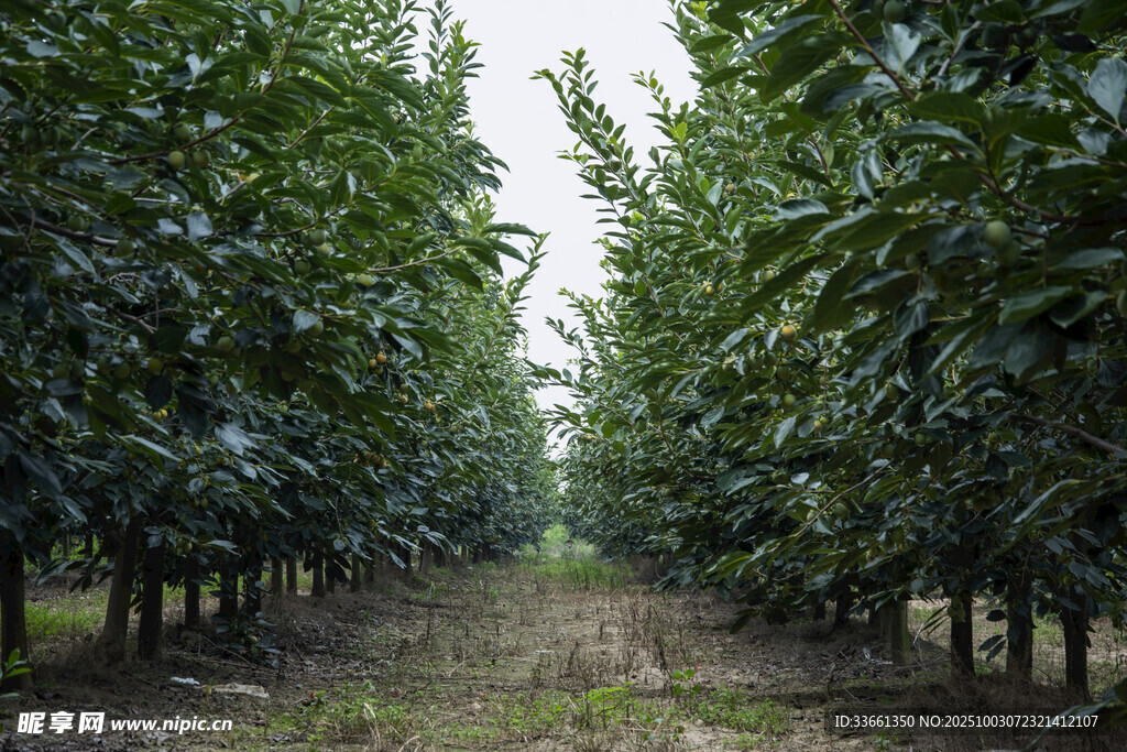 整齐排列的繁茂果树园