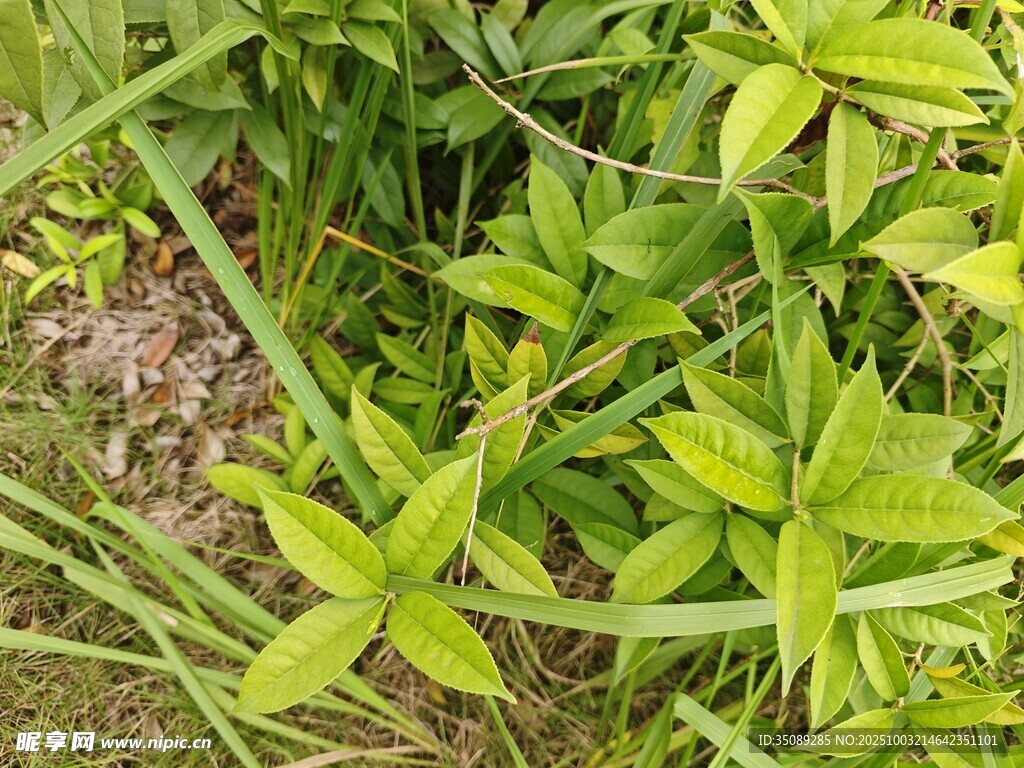 嫩绿叶片的清新植物景象