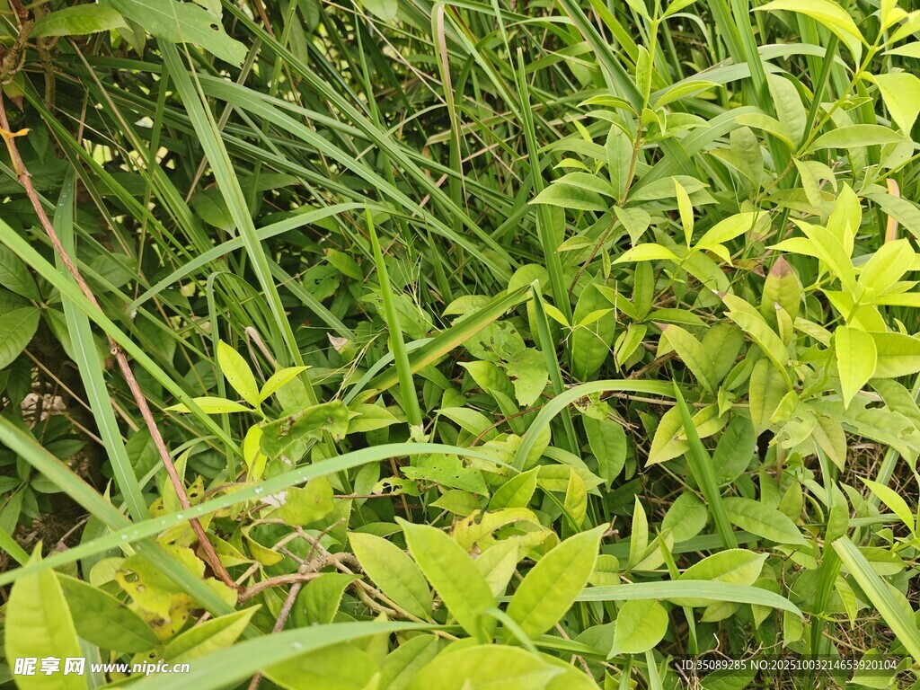 翠绿繁茂的野生植物群落