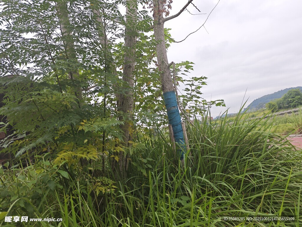 野外绿植中的蓝色标识物