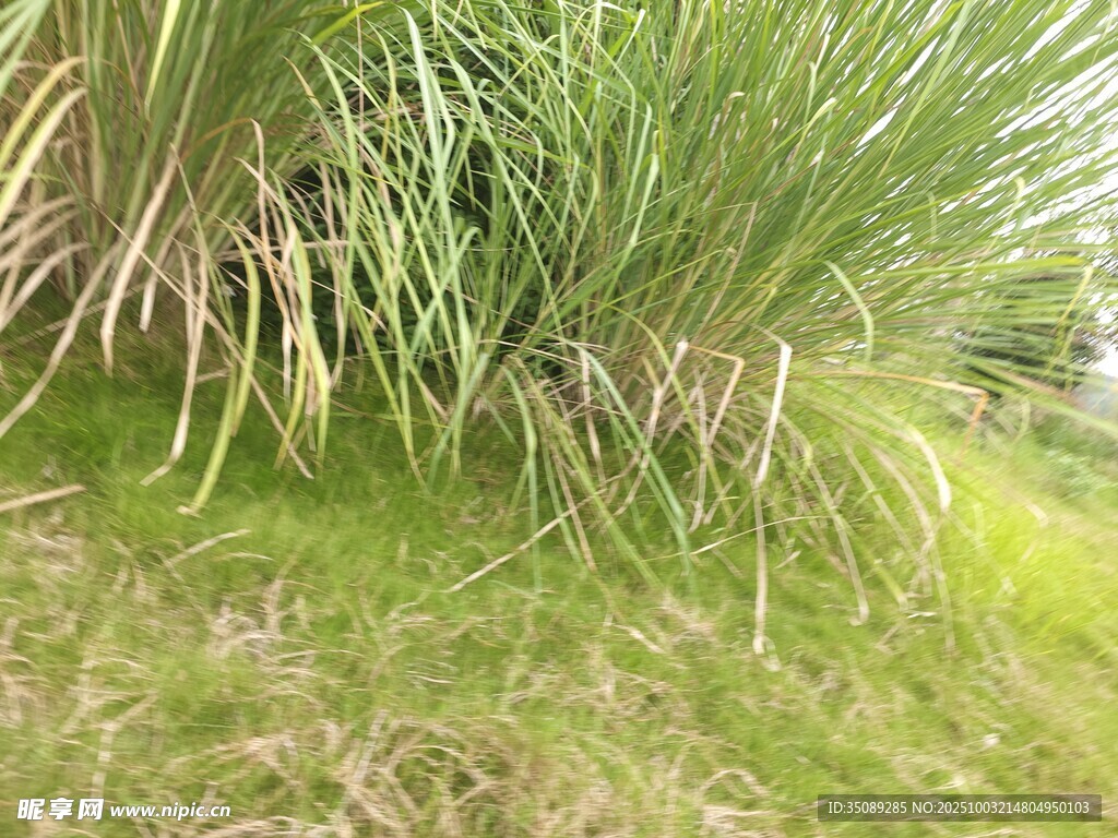 翠绿草丛中的蓬勃生机