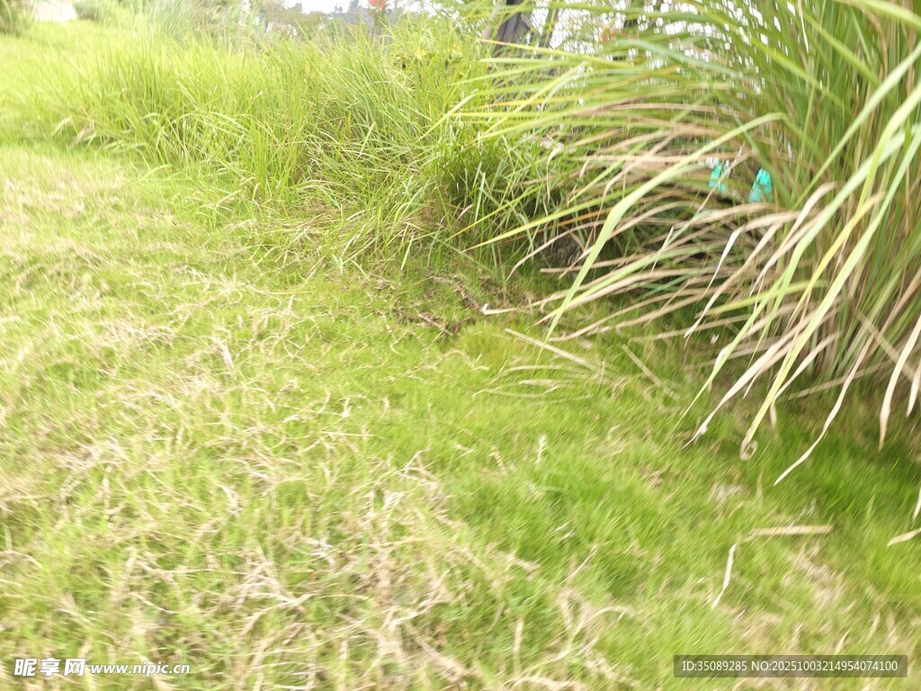 野外茂盛的绿色草丛