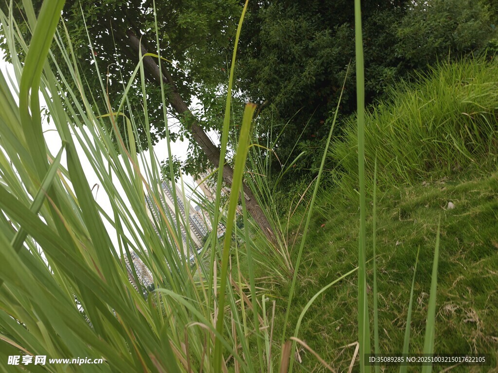 野外葱郁的绿色蒲苇植物