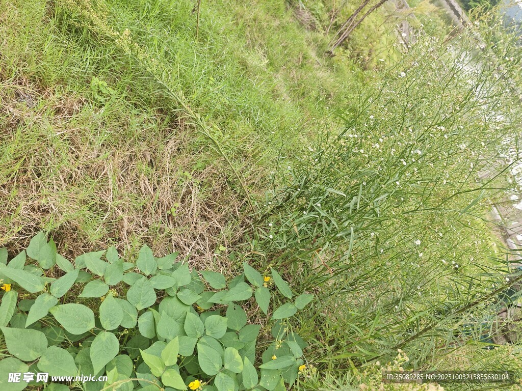 野外绿色植物景象