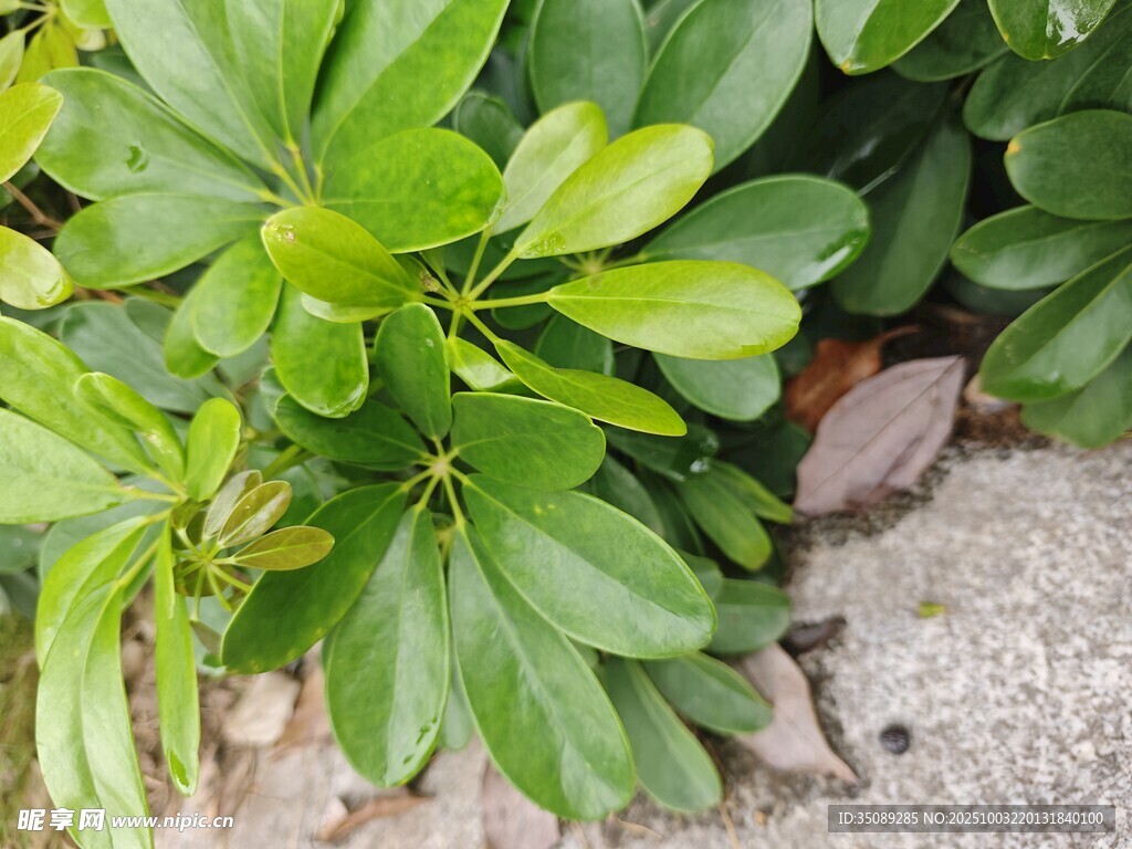 翠绿叶片生机盎然
