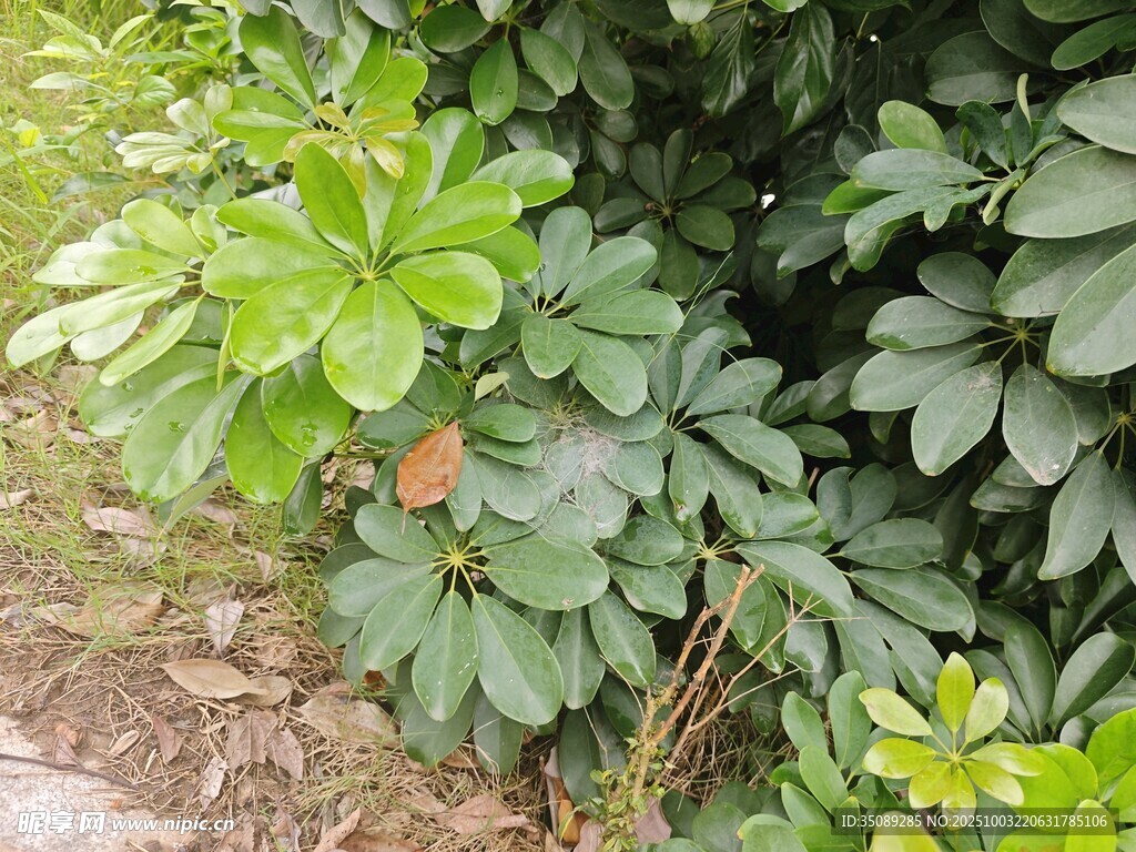 绿叶间的生机盎然