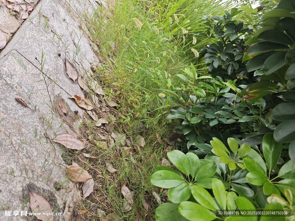 石缝间的蓬勃绿植