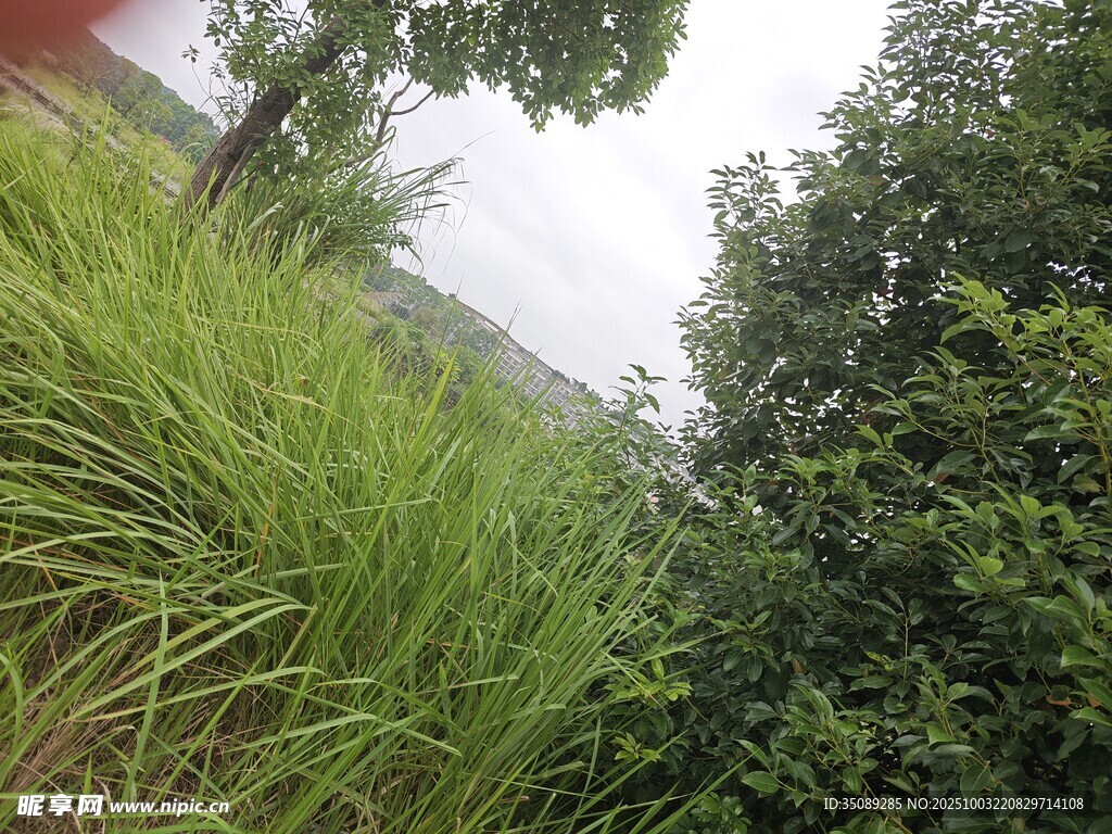 野外葱郁草木景观